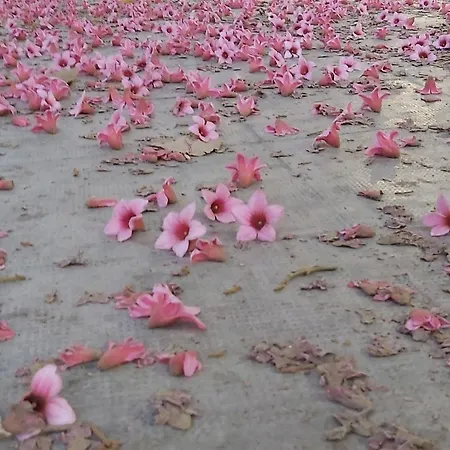 Soleluna Della Solidarieta Bed & Breakfast 4*